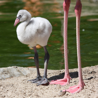 I think I learned this at the zoo when I was like nine years old? NPR reminded me.